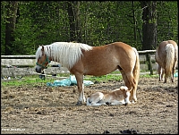 Rajnochovice - koně