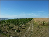 Vinohrady a pole