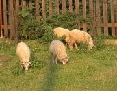 Spišské Podhradie - ovce v penziónu Podzámok
