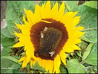 Slunečnice a včely