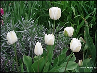 Tulipány bílé plnokvěté